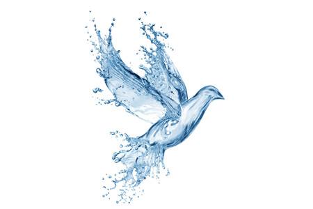 健康水鳥 健康水鳥